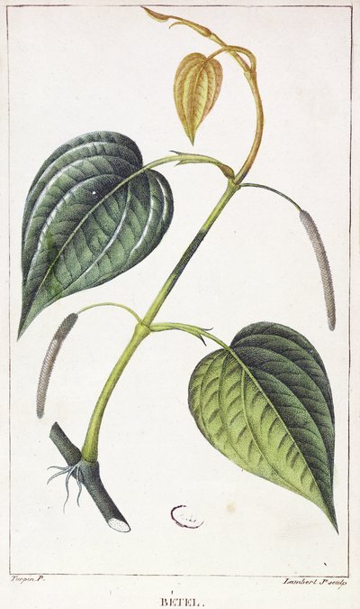 Betel, botanische Tafel, ca. 1810 von Pierre Jean Francois Turpin